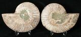 Polished Ammonite Pair - Million Years #15900-1